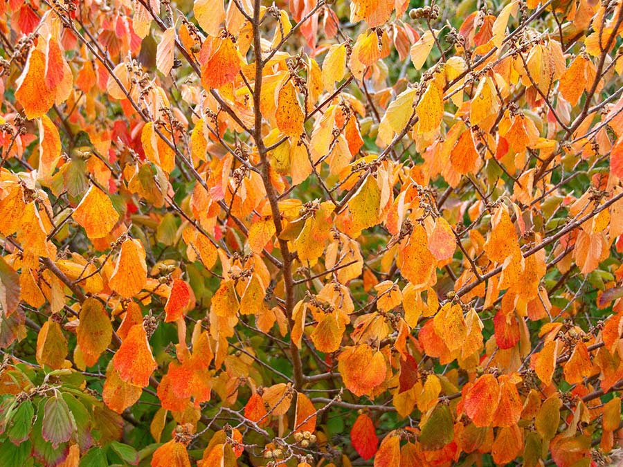 Oczar pośredni Rubin C2