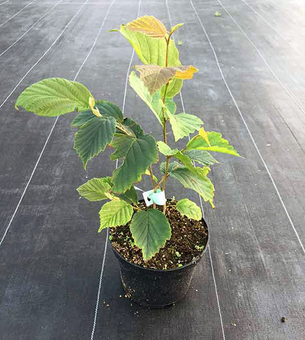 Oczar pośredni Rubin C2