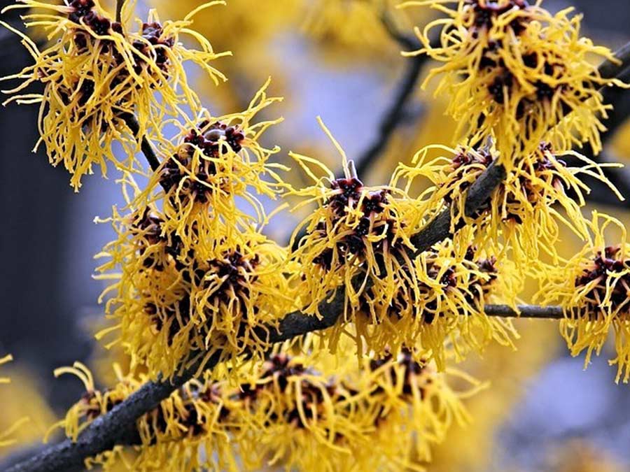 Oczar pośredni Westerstede C2