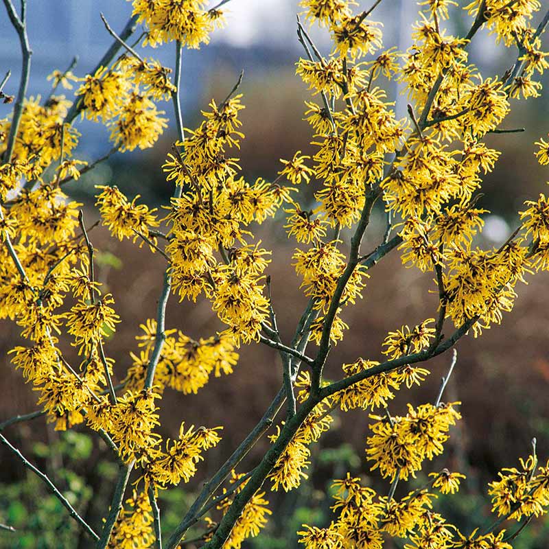 Oczar pośredni Westerstede C2