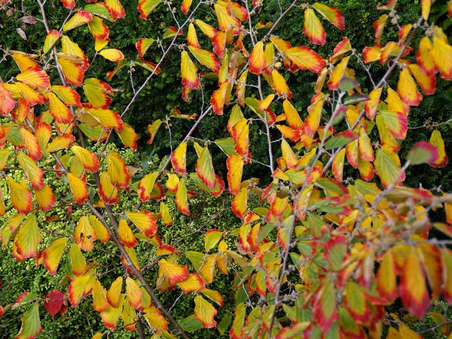 Oczar pośredni Westerstede C2