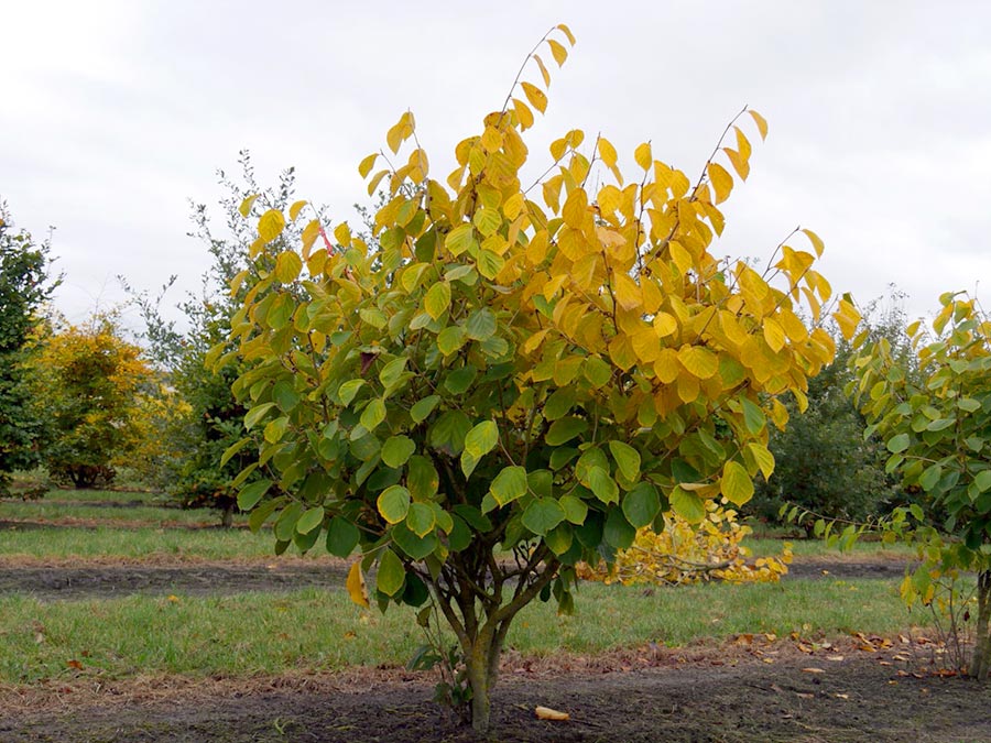 Oczar pośredni Westerstede C2