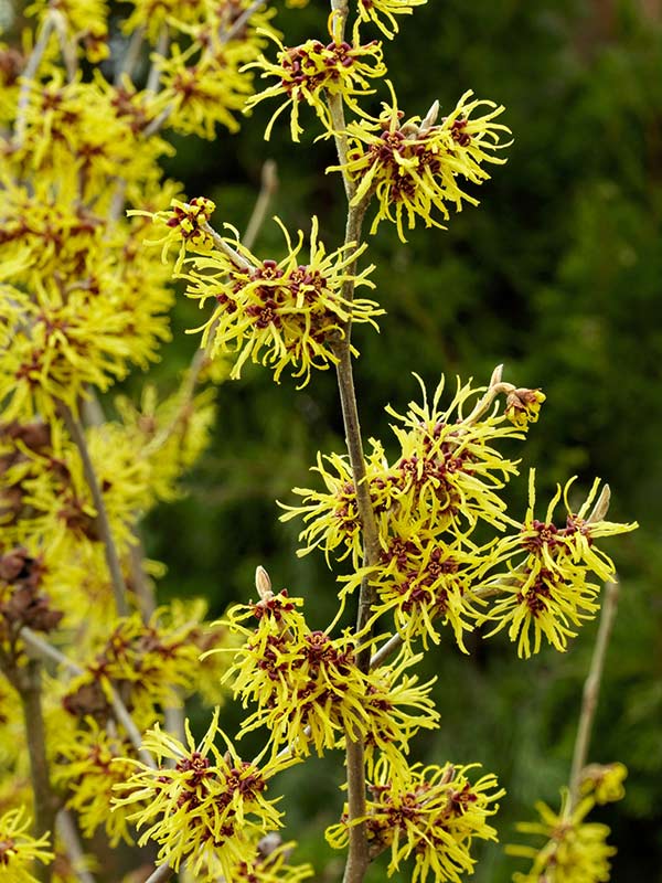 Oczar pośredni Westerstede C2