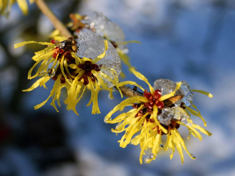 Oczar pośredni Westerstede C2