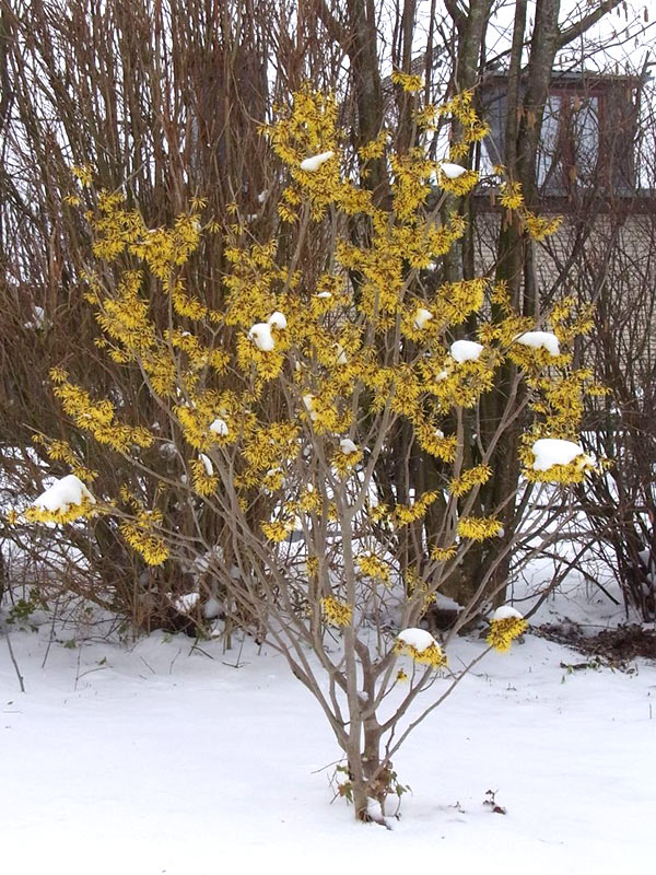 Oczar pośredni Westerstede C2