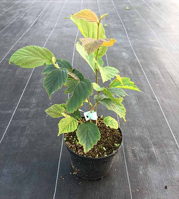 Oczar pośredni Westerstede C2