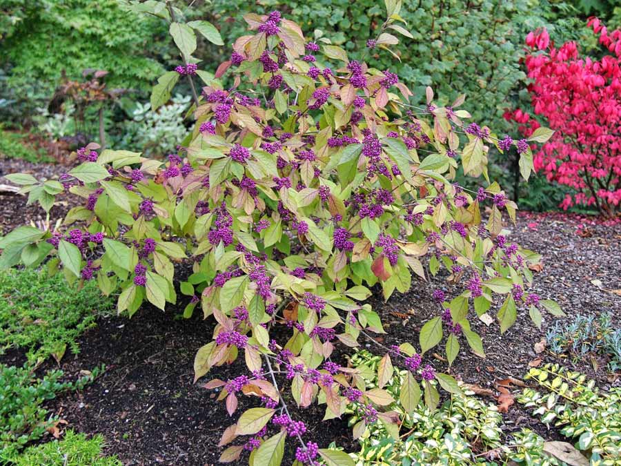 Pięknotka Bodinera Profusion C2