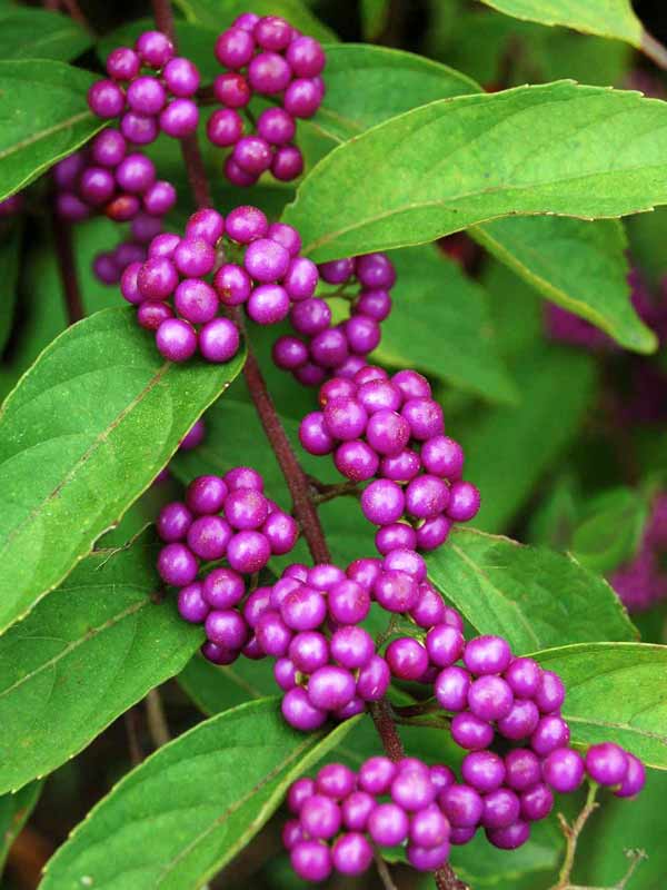 Pięknotka Bodinera Profusion C2