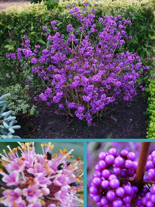 Pięknotka Bodinera Profusion C2