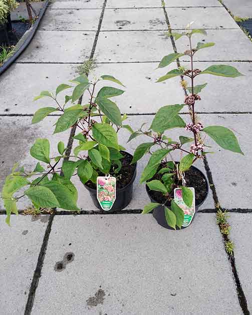 Pięknotka Bodinera Profusion C2