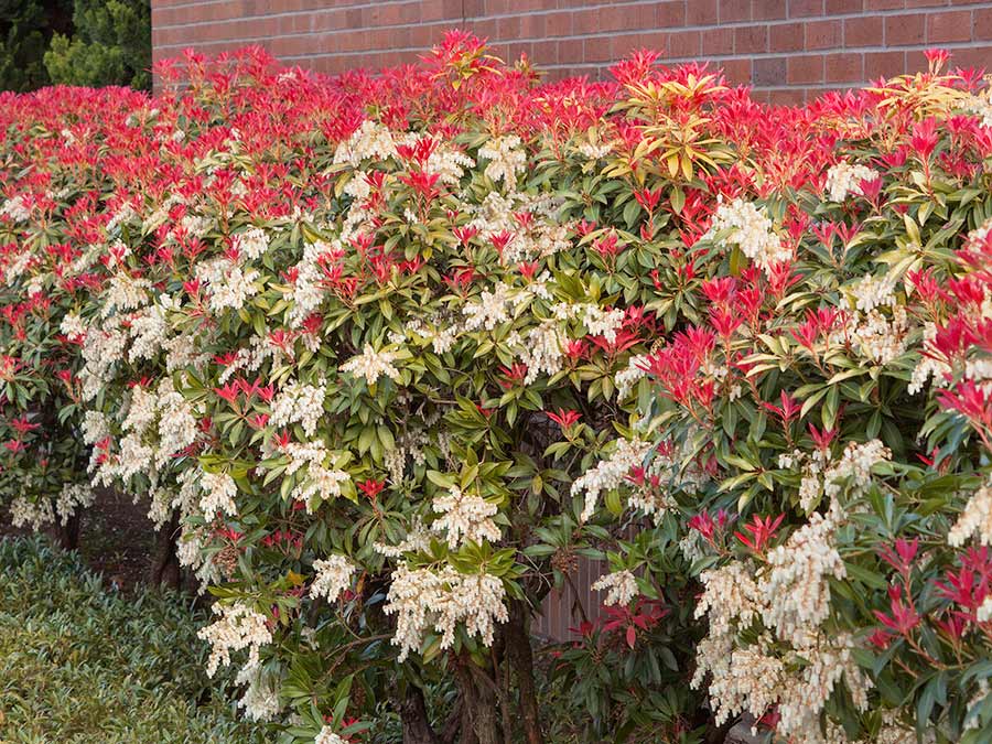 Pieris Mountain Fire P9