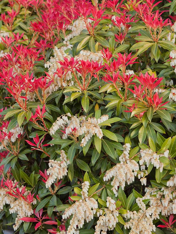 Pieris Mountain Fire P9