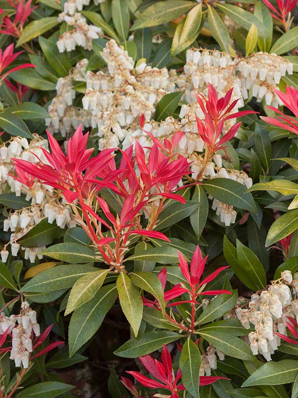Pieris Mountain Fire P9