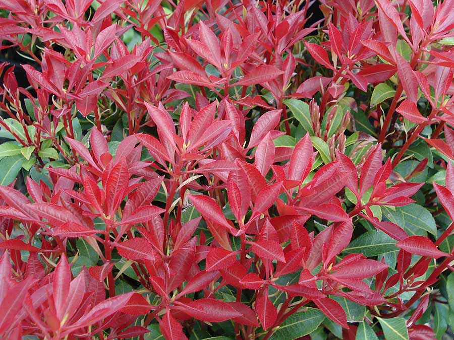 Pieris Mountain Fire P9