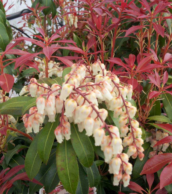 Pieris Mountain Fire P9