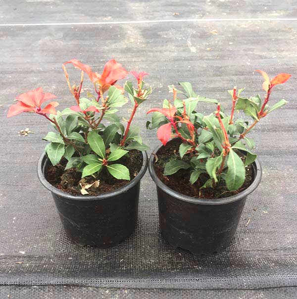 Pieris Mountain Fire P9
