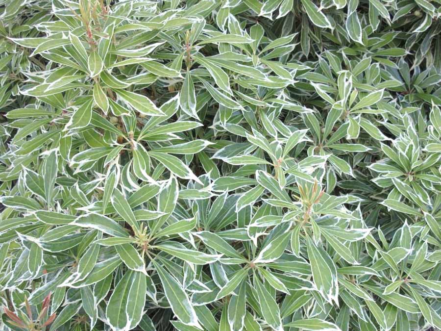 Pieris Variegata RED
