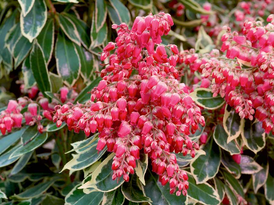 Pieris Variegata RED