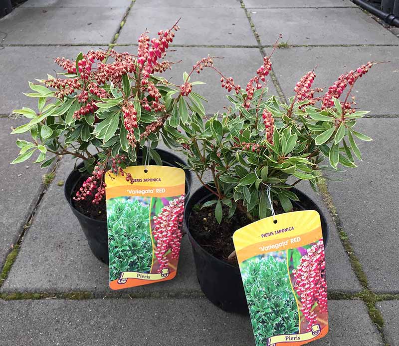 Pieris Variegata RED