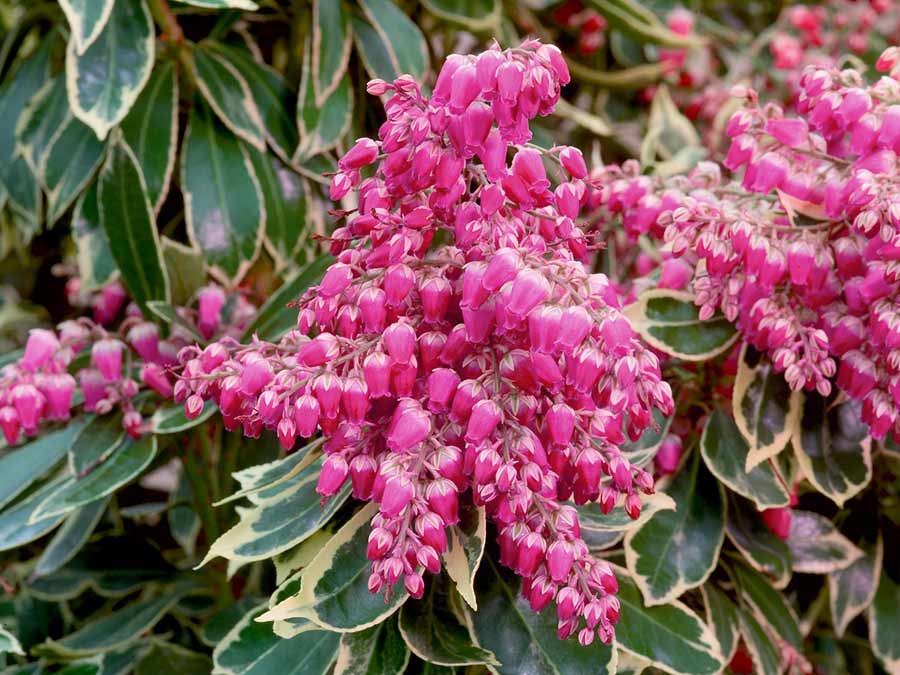 Pieris Variegata Rose C2 E