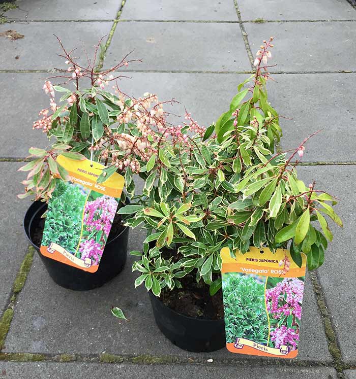 Pieris Variegata Rose C2 E