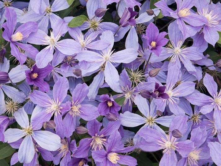 Powojnik Clematis Arabella C2 E