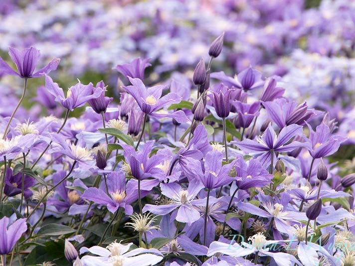 Powojnik Clematis Arabella C2 E