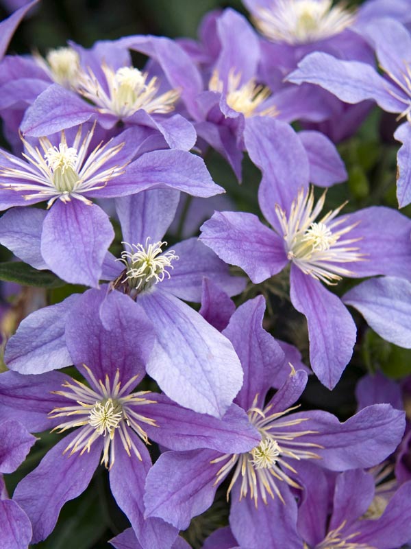 Powojnik Clematis Arabella C2 E