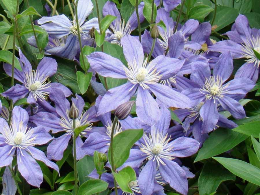 Powojnik Clematis Arabella C2 E