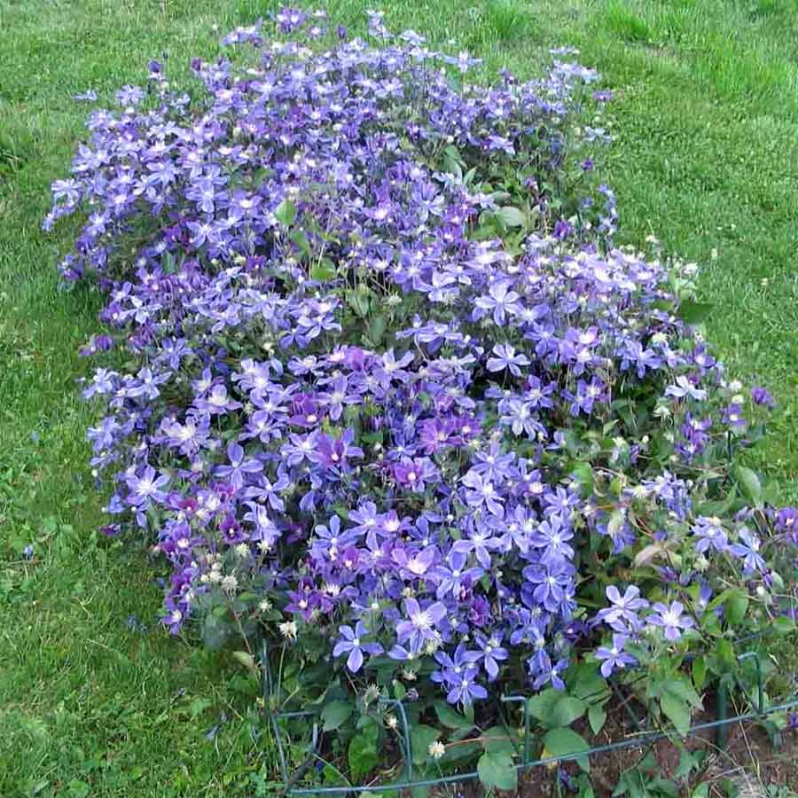 Powojnik Clematis Arabella C2 E