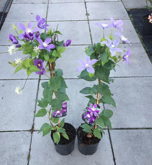 Powojnik Clematis Arabella C2 E