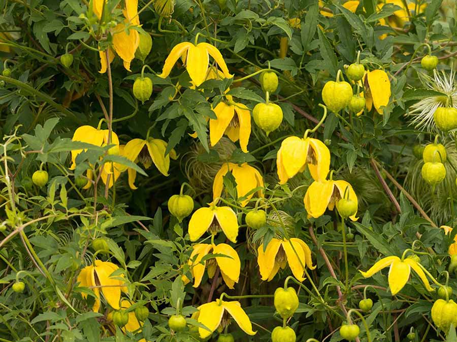 Powojnik Clematis Bill MacKenzie C2 E