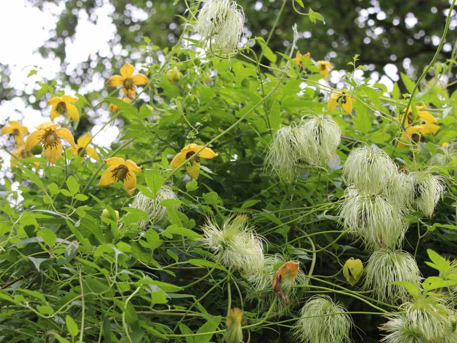 Powojnik Clematis Bill MacKenzie C2 E