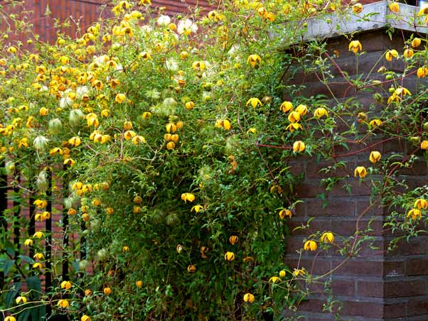 Powojnik Clematis Bill MacKenzie C2 E