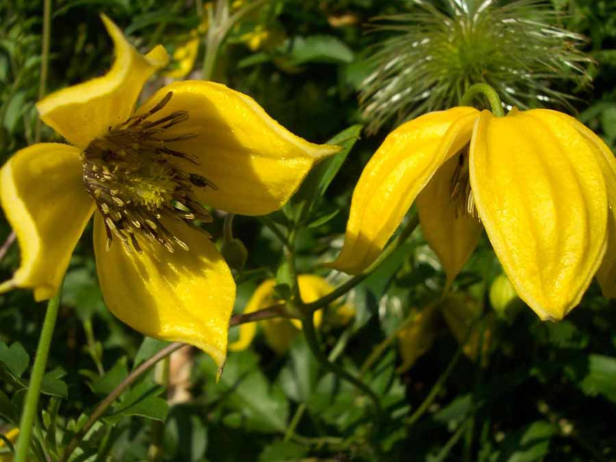 Powojnik Clematis Bill MacKenzie C2 E