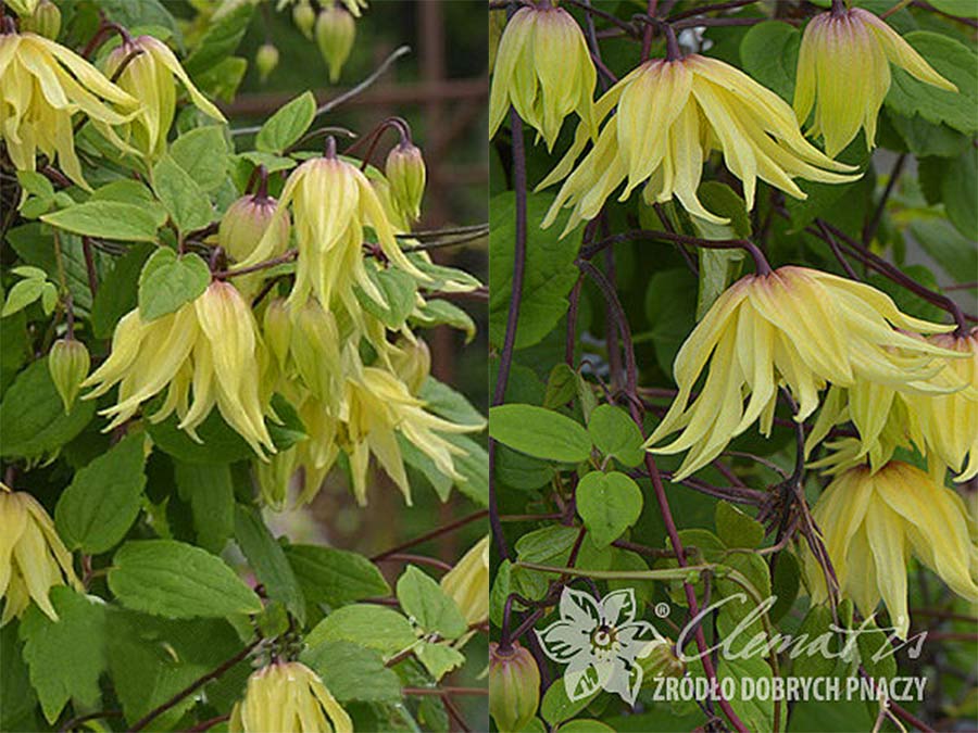 Powojnik Clematis Golden Dream ®