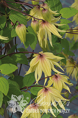 Powojnik Clematis Golden Dream ®