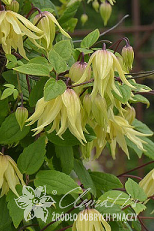 Powojnik Clematis Golden Dream ®