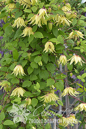 Powojnik Clematis Golden Dream ®