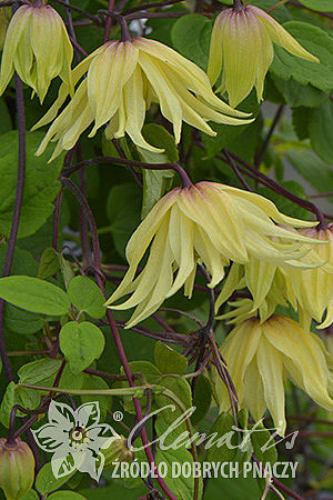 Powojnik Clematis Golden Dream ®