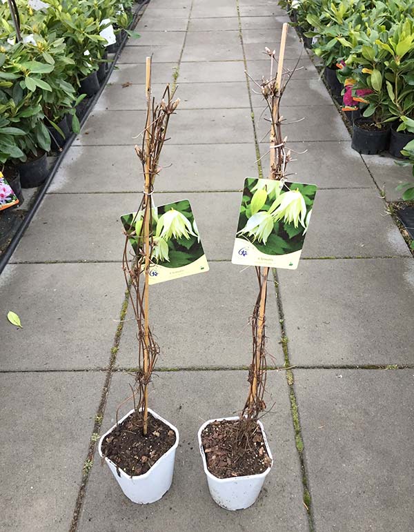 Powojnik Clematis Golden Dream ®