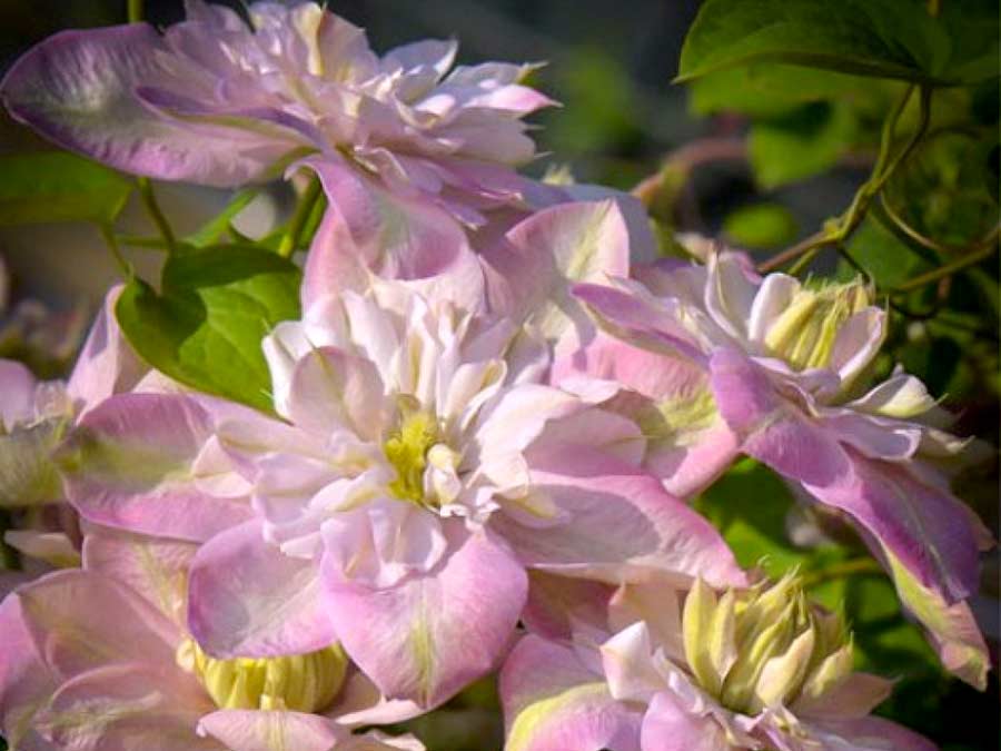 Powojnik Clematis Innocent Blush ® C2 E