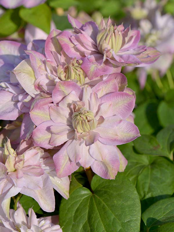 Powojnik Clematis Innocent Blush ® C2 E