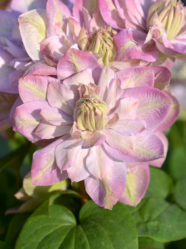 Powojnik Clematis Innocent Blush ® C2 E