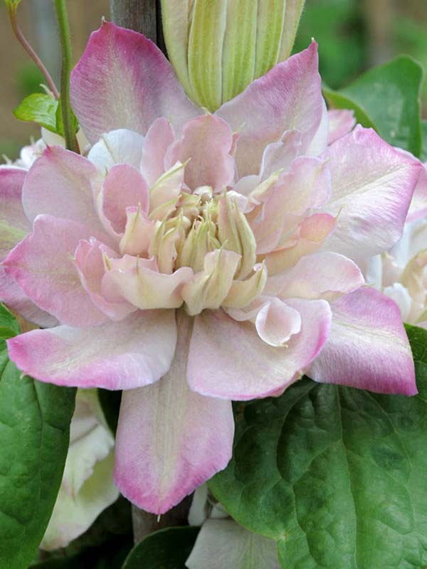 Powojnik Clematis Innocent Blush ® C2 E