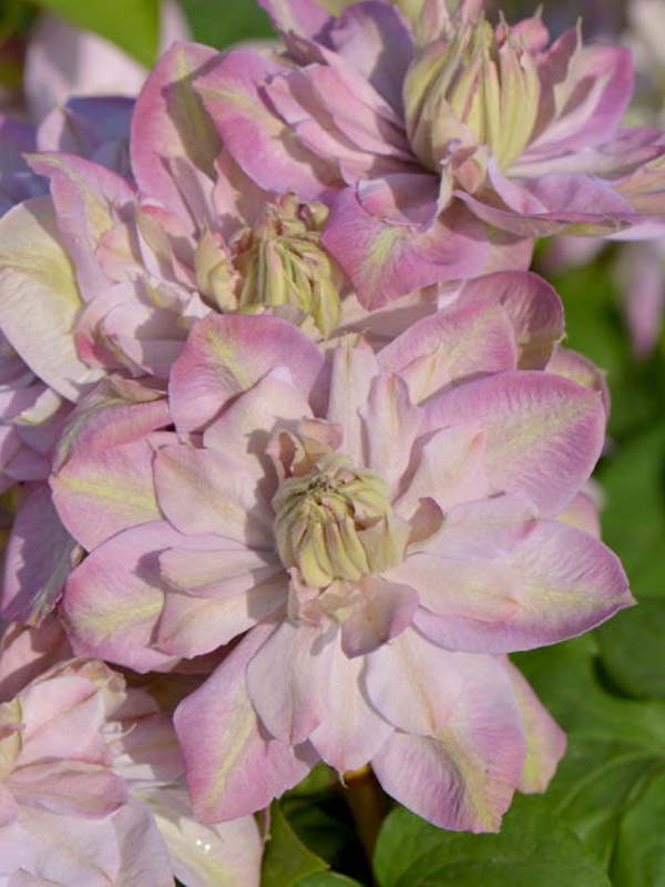 Powojnik Clematis Innocent Blush ® C2 E