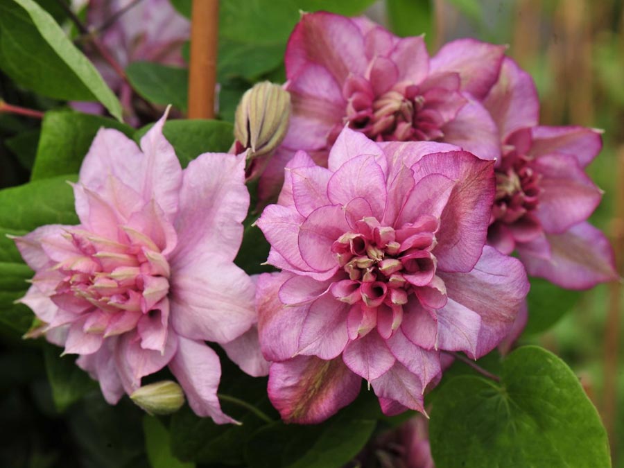 Powojnik Clematis Innocent Glance ® C2 E