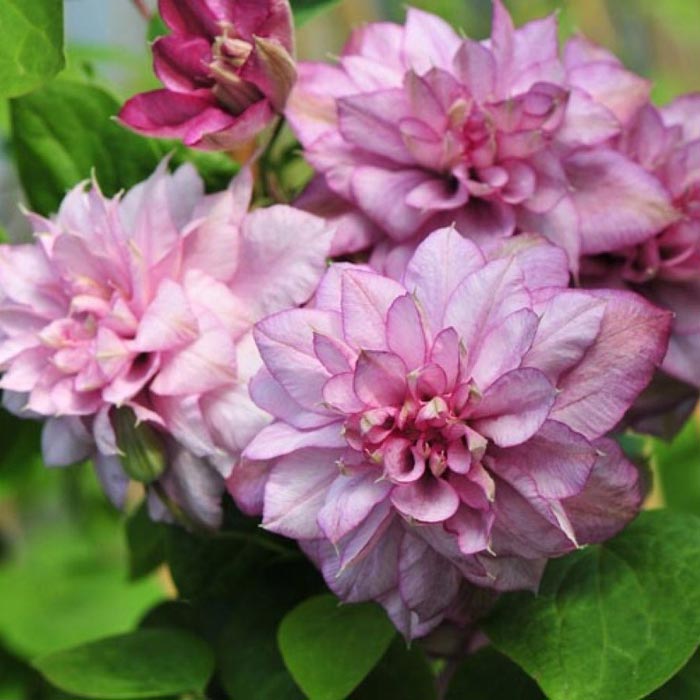 Powojnik Clematis Innocent Glance ® C2 E