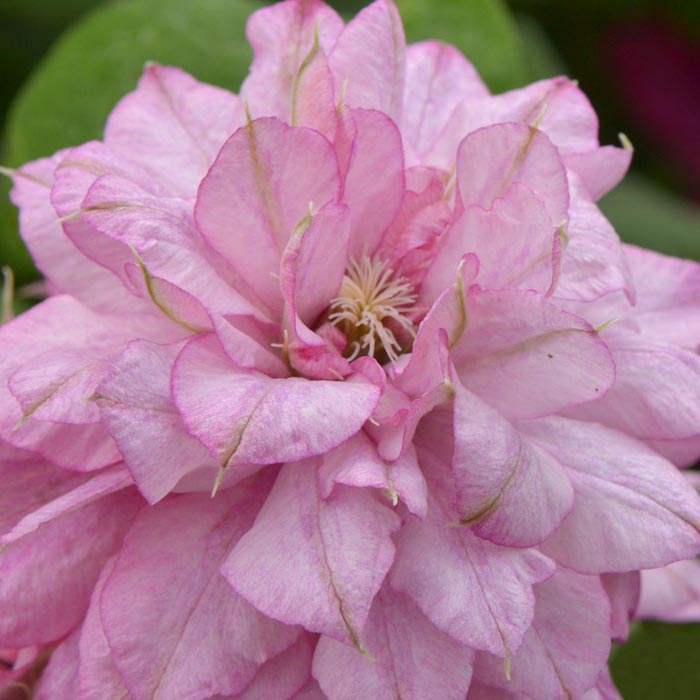 Powojnik Clematis Innocent Glance ® C2 E