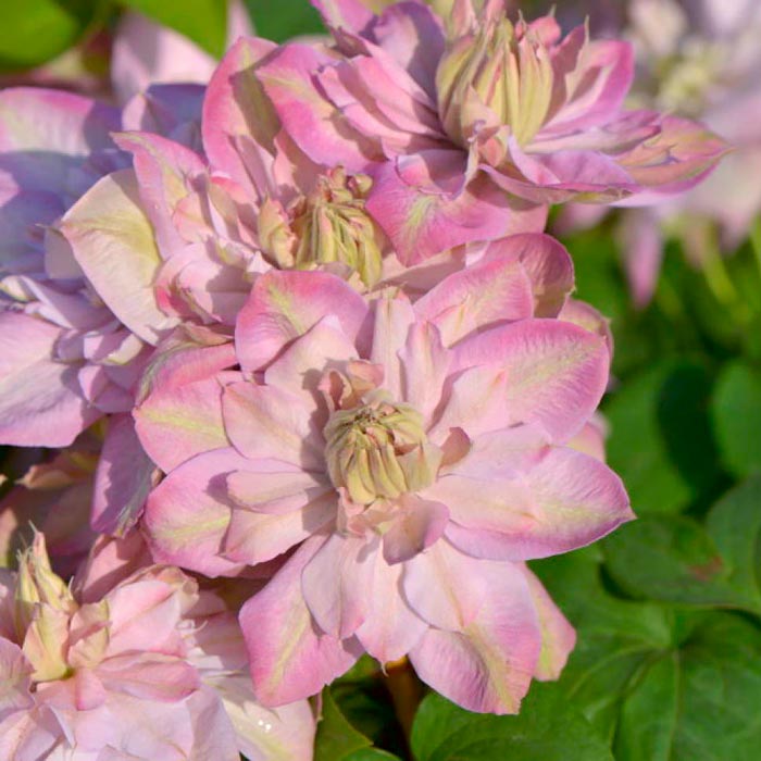 Powojnik Clematis Innocent Glance ® C2 E